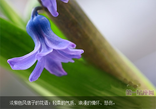 紫色风信子的花语