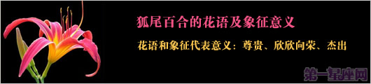 狐尾百合的花语及象征意义