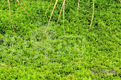 2月3生日花：泥炭藓，生日花语清冽