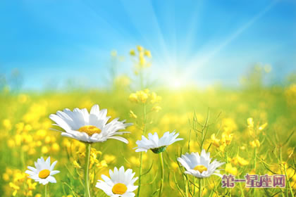 雏菊花的花语几代表含义