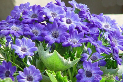 花语大全：瓜叶菊的花语是什么