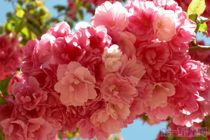 秋海棠花的花语是什么及代表意义