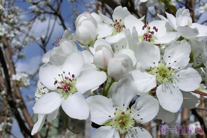 杏花花语及历史起源