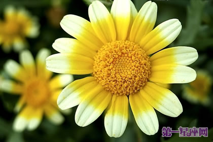 茼蒿花的花语:丰富、多才多艺