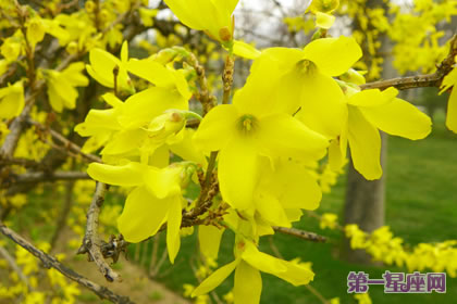 各种花的花语:金钟花的花语是什么?