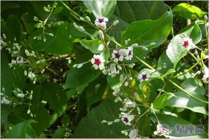 鸡矢藤的花语:末路之美