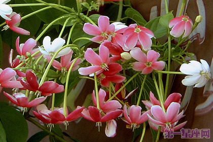 【花语传说】使君子花语及传说