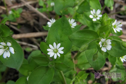 3月4日生日花语:繁缕,生日花语恩惠