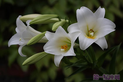 花语大全：麝香百合的花语是什么