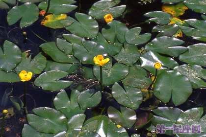 各种花的花语：萍蓬草的花语