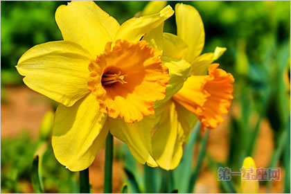 3月27日花语：黄水仙，生日花语神秘