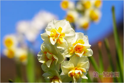 3月31日花语:小型水仙,生日花语沉默