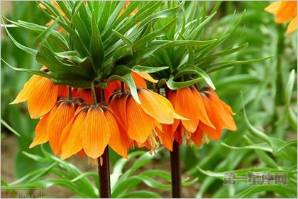 4月5日花语：黄冠贝母，生日花语绚烂