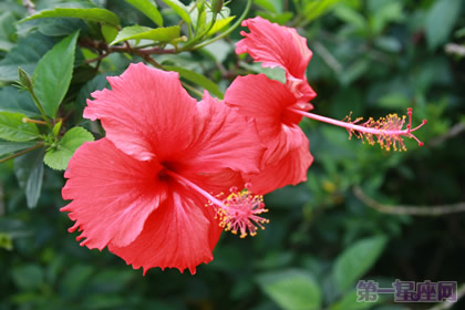 一年四季都盛开的花是什么花？