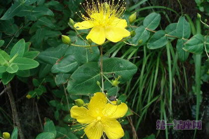 6月24日花语：小连翘，生日花语指导