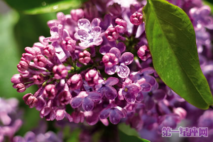 丁香花花语的含义及介绍