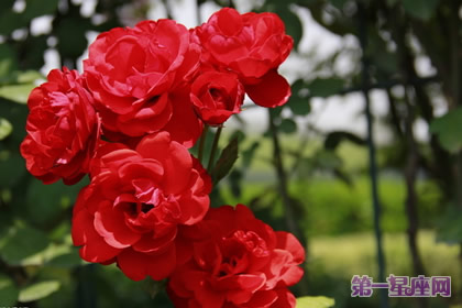 红色月季花语:是纯洁的爱吗?