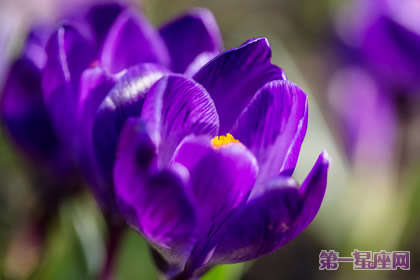 花语:拜占庭番红花,生日花语刚直
