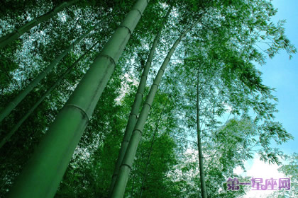 花语:原竹,生日花语侥幸