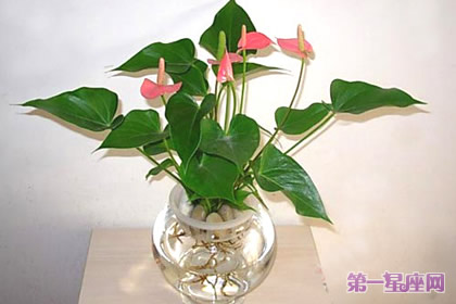 粉掌花语：热烈、豪放、欢乐