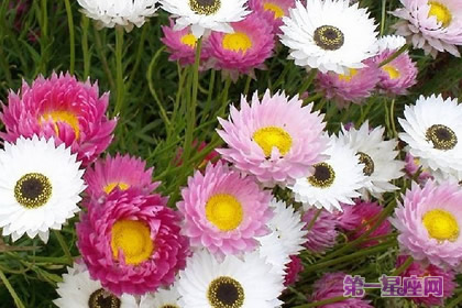 麦秆菊花语：永恒的记忆、刻画在心