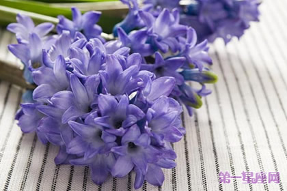 11月8日花语:风信子,生日花语顽固