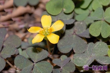 详解：酢浆草的花语是什么？