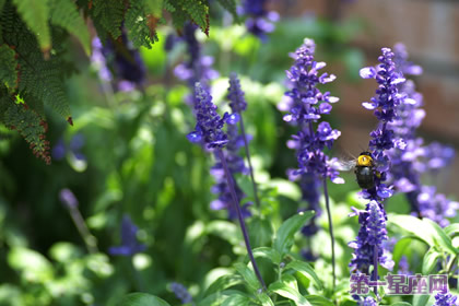 七月的花语是什么？洋苏草