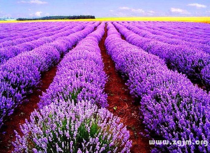 薰衣草的花语