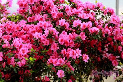 中国十大名花的传统花卉