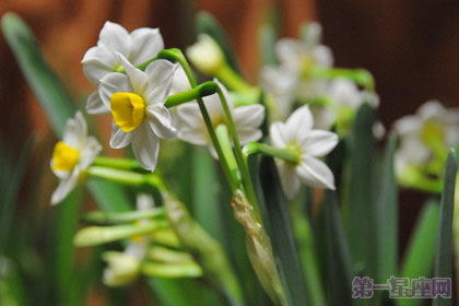 凌波仙子是什么花?