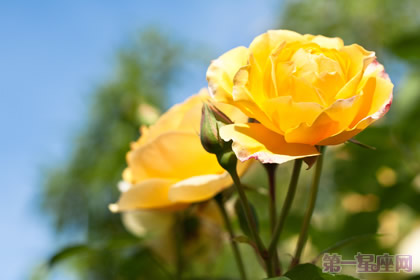 送黄玫瑰代表的意思和搭配