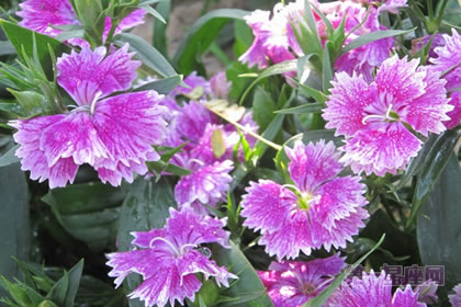 6月4日花语:石竹,生日花语悲苦