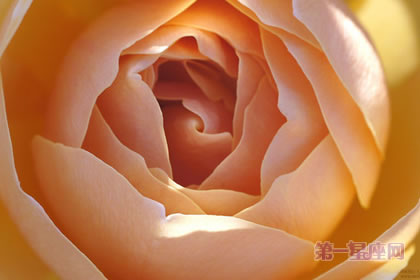 6月3日花语：法国玫瑰，生日花语能言善道