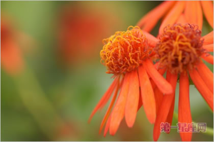 5月18日花语：山柳兰，生日花语野心