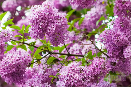 2月10生日花：丁香花，生日花语光辉