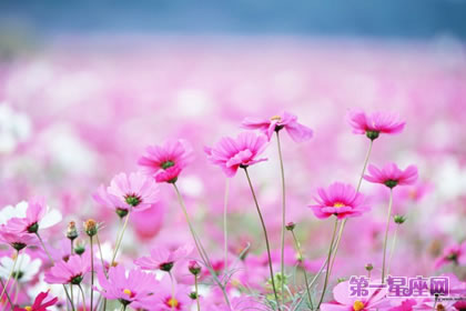 波斯菊的花语是什么?是坚强吗?