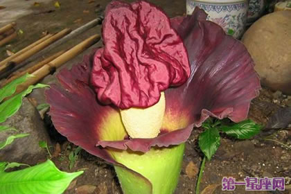 花语传说：泰坦魔芋的花语及传说