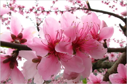 桃花的花语是什么