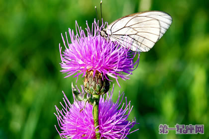 不常见的花与花语:藿香花的花语是什么?