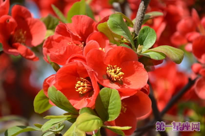 贴梗海棠的花语：平凡、热情