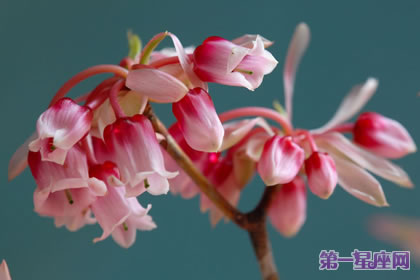 吊钟花花语:隐藏的美