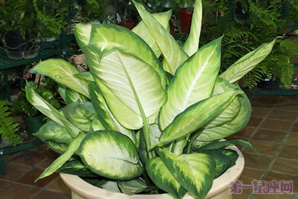 万年青的花语是什么