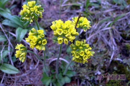 1月22日生日花：葶苈，生日花语勇气