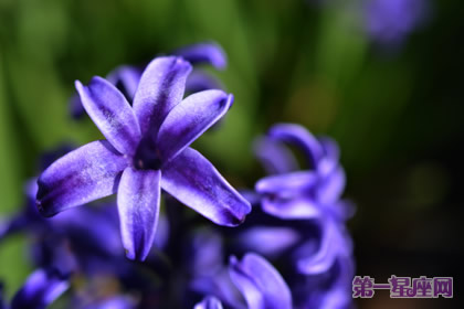 专属于摩羯座的守护花