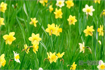 2月29生日花语：野生水仙花，生日花语敬意