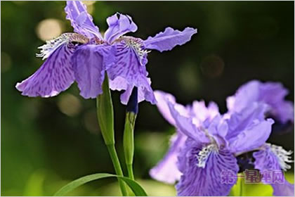 4月2日花语:香甜紫萝兰,生日花语美