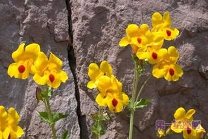 6月17日花语:猿麝香,生日花语发现