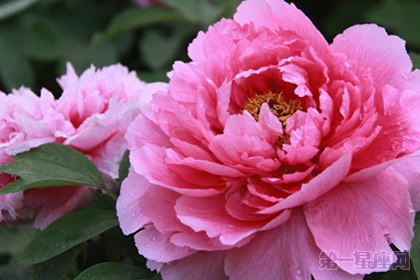 推荐几种代表高贵的花？