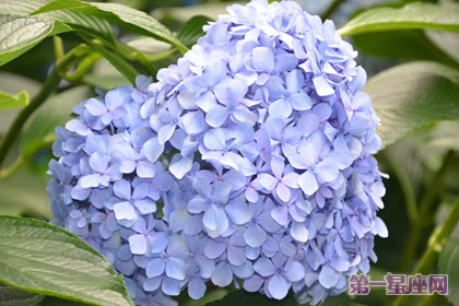 解析：紫阳花花语是背叛吗？